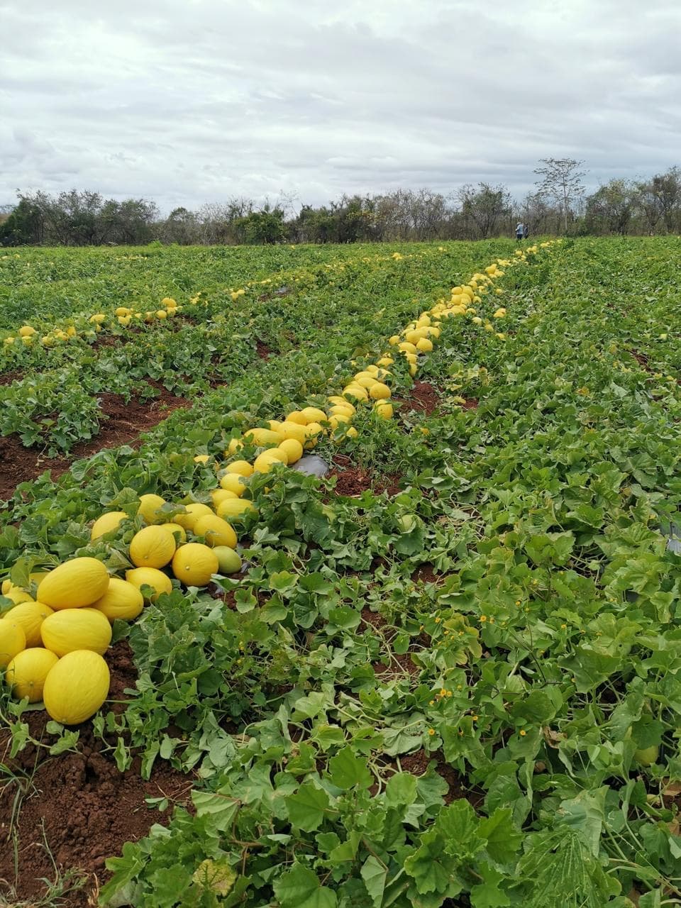 Campo de melón de AgroVi en Panamá, listo para cosecha